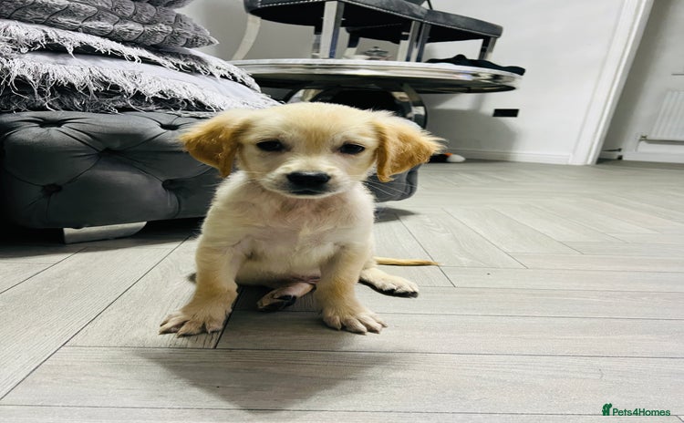 Golden Retriever dogs - Advert 3