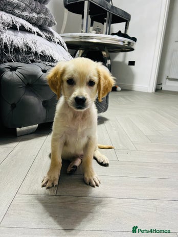 Golden Retriever dogs - Advert 3