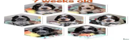 Cocker Spaniel dogs for stud: COCKER SPANIEL (Show) STUD - Advert 2