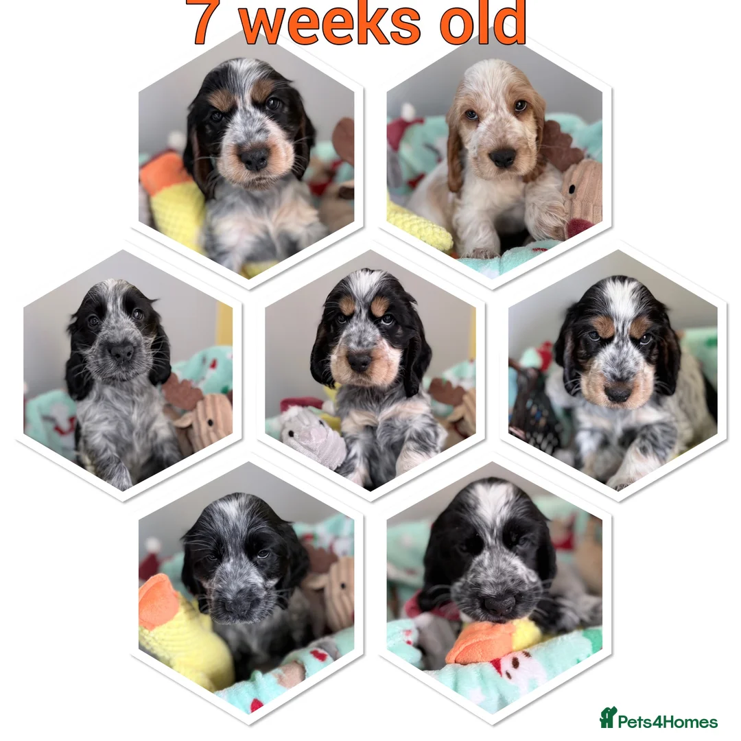 Cocker Spaniel dogs for stud: COCKER SPANIEL (Show) STUD - Advert 2