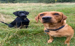 Labrador Retriever dogs for stud: Stud Dog Available – Rupert the Fox Red Labrador - Image 2