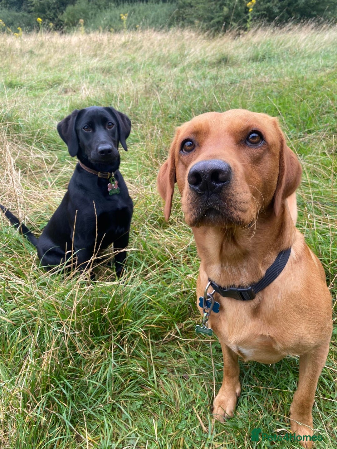Labrador Retriever dogs for stud: Stud Dog Available – Rupert the Fox Red Labrador - Image 2