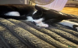 British Shorthair cats for sale: 2 gorgeous boys and one girl 🩷💙💙 - Image 1