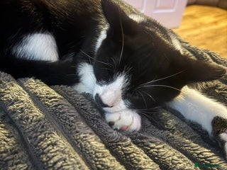 British Shorthair cats - Advert 14