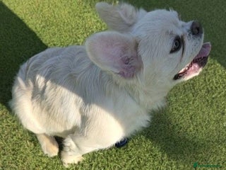 French Bulldog dogs in Birmingham - Advert 6