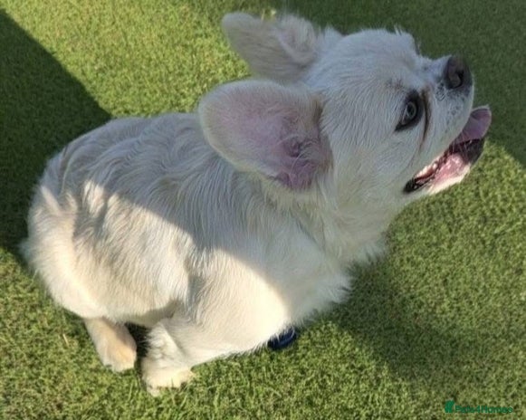 French Bulldog dogs in Birmingham - Advert 1