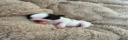 Chihuahua dogs for sale: RKC long haired Chihuahua puppy’s  - Advert 1