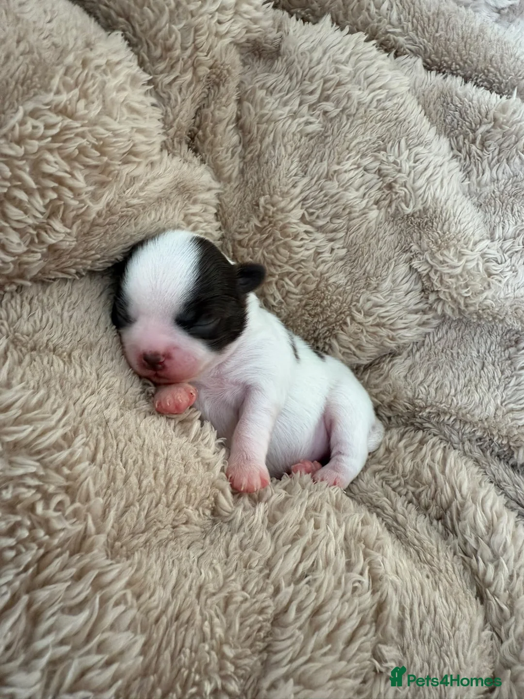 Chihuahua dogs for sale: RKC long haired Chihuahua puppy’s  - Advert 1