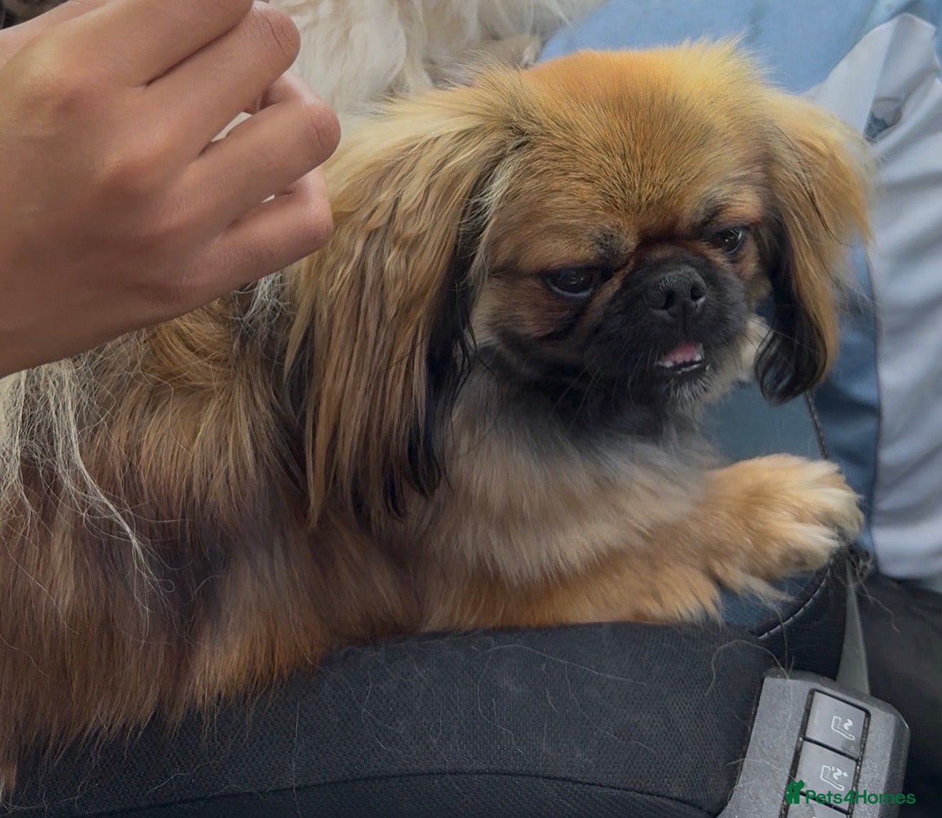 Pekingese dogs 4 Pekingese puppies  - Advert 7