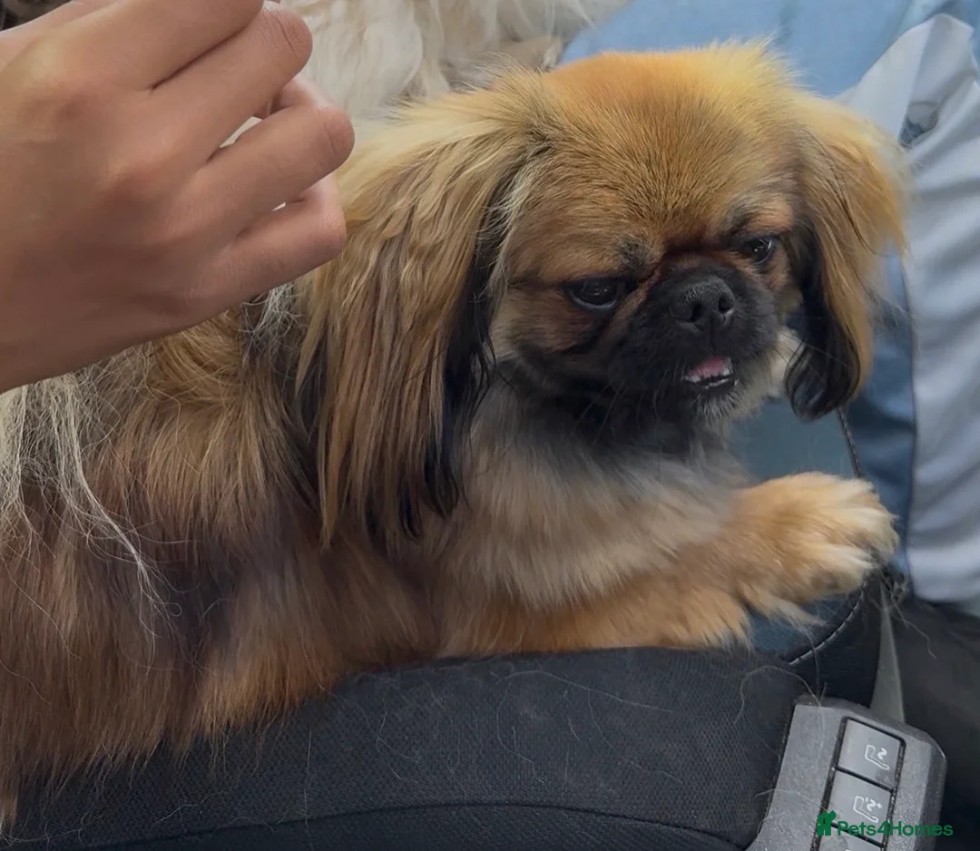 Pekingese dogs for sale: 4 Pekingese puppies  in Milton Keynes - Advert 2