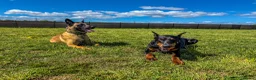 Dobermann dogs for sale: 7-YearOld Doberman Looking for an Experienced Home - Advert 2