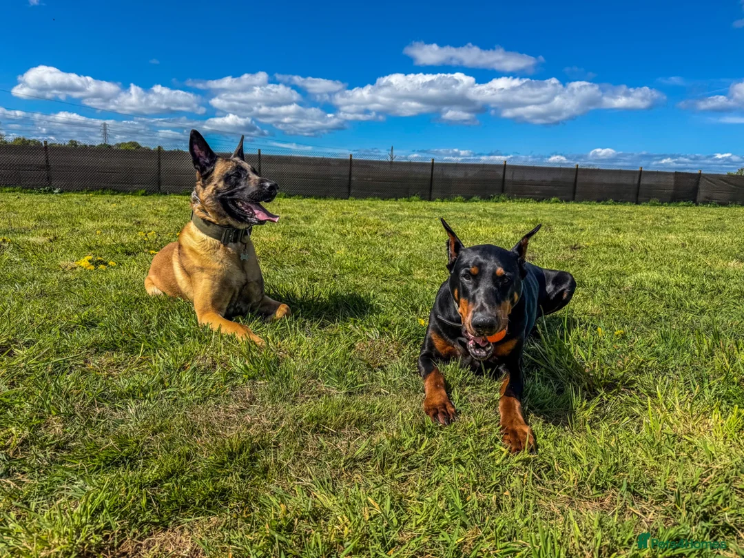Dobermann dogs for sale: 7-YearOld Doberman Looking for an Experienced Home - Advert 2