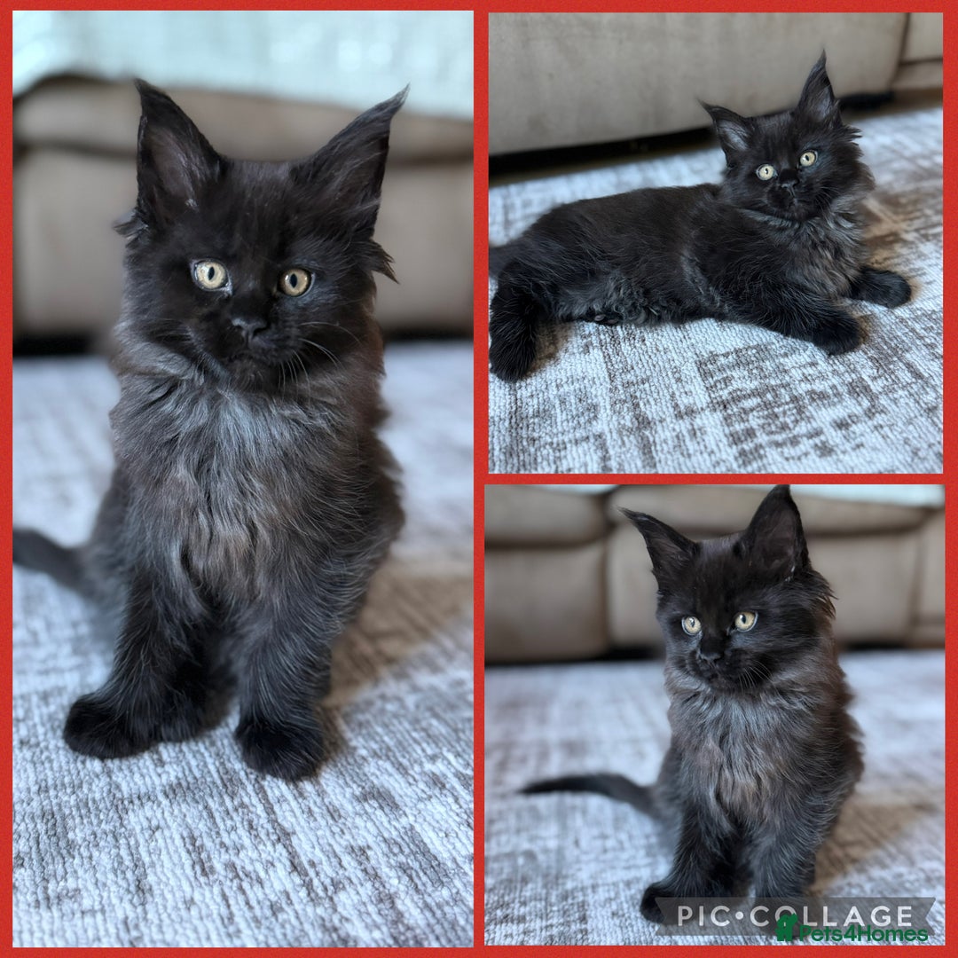 Maine Coon cats for sale: TICA registered Maine Coon kittens - Advert 2