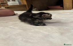 Ragdoll cats for sale: Half ragdoll stunningly marked kittens  - Image 15