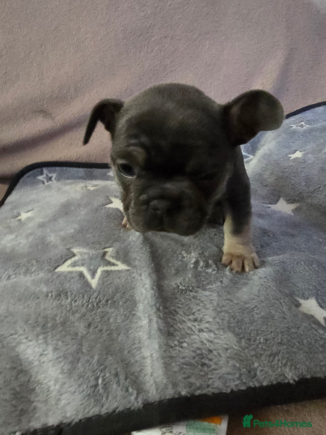 French Bulldog dogs for sale: Beautiful blue & White Blue & Tan - Advert 6