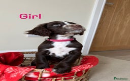 Cocker Spaniel dogs for sale: PUPPYS READY TO GO🐶🩷🩵 - Image 2