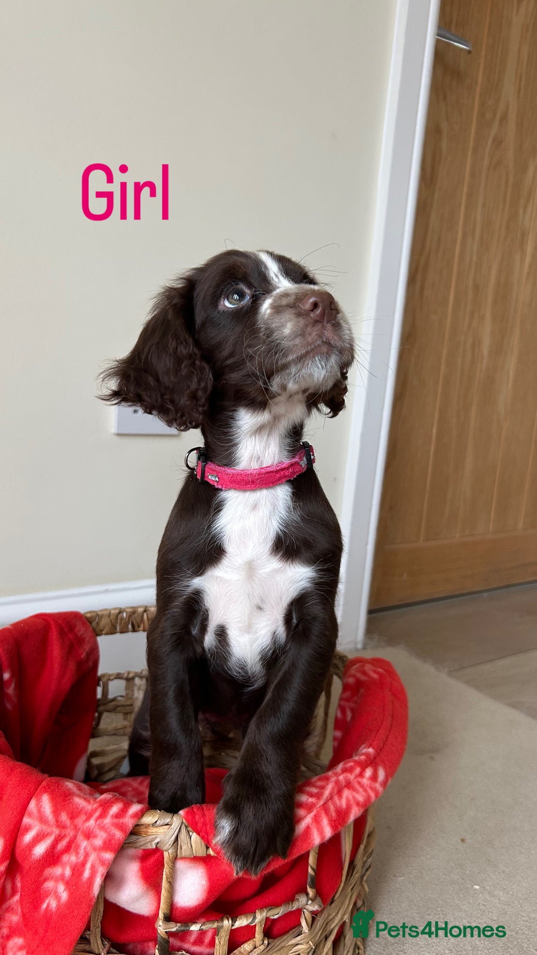 Cocker Spaniel dogs for sale: PUPPYS READY TO GO🐶🩷🩵 - Image 2