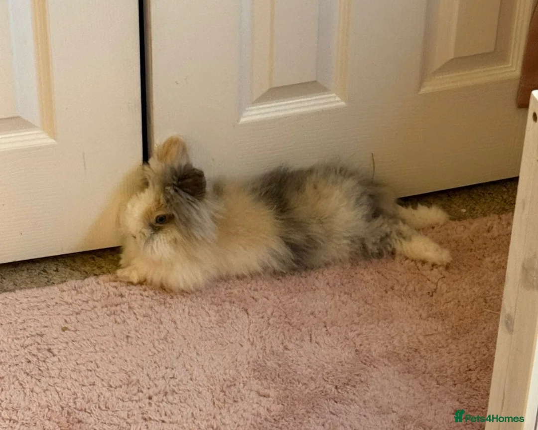 Lionhead rabbits for sale: Beautiful Female Lionhead Rabbit  - Advert 2