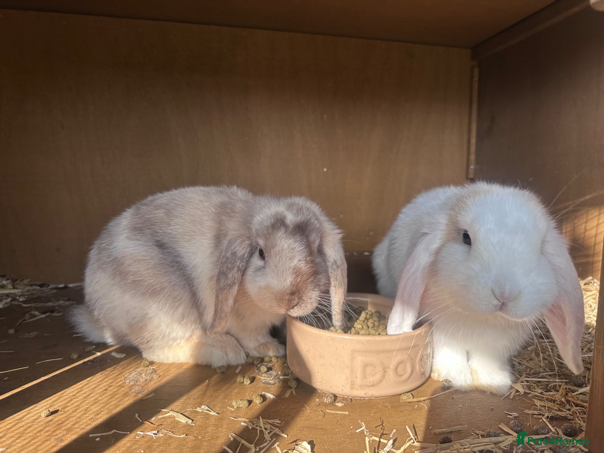 Dwarf Lop rabbits Two Mini female baby lips with hutch - Advert 1