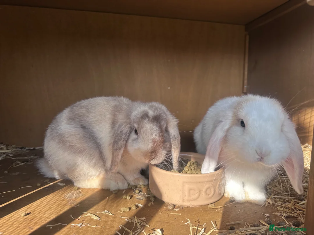 Dwarf Lop rabbits for sale: Two Mini female baby lips with hutch - Advert 1