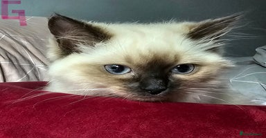 Ragdoll cats - Advert 9