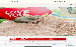 Sphynx cats for sale: Sweet Sphynx Kitten Looking for a Forever Home 🐾 - Image 3