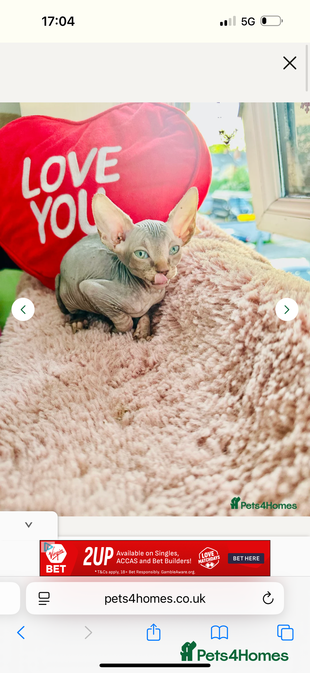 Sphynx cats for sale: Sweet Sphynx Kitten Looking for a Forever Home 🐾 - Image 3