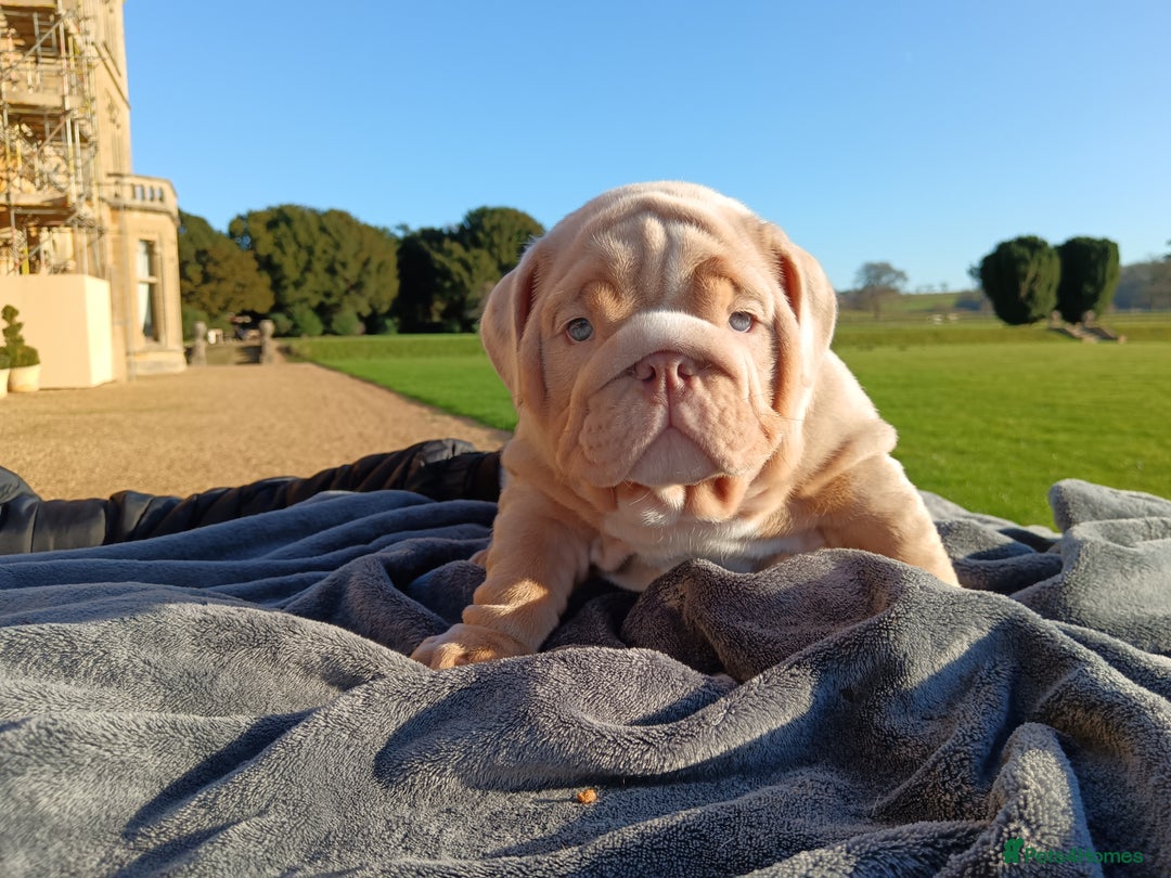 English Bulldog dogs for sale: 2 stunning males from the world famous Mr muscle  - Advert 18