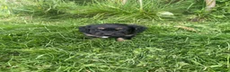 Mixed Breed dogs for sale: Mixed Breed Puppies  - Advert 6