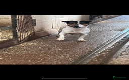Jack Russell dogs for stud: Jack Russell available for stud  - Image 1