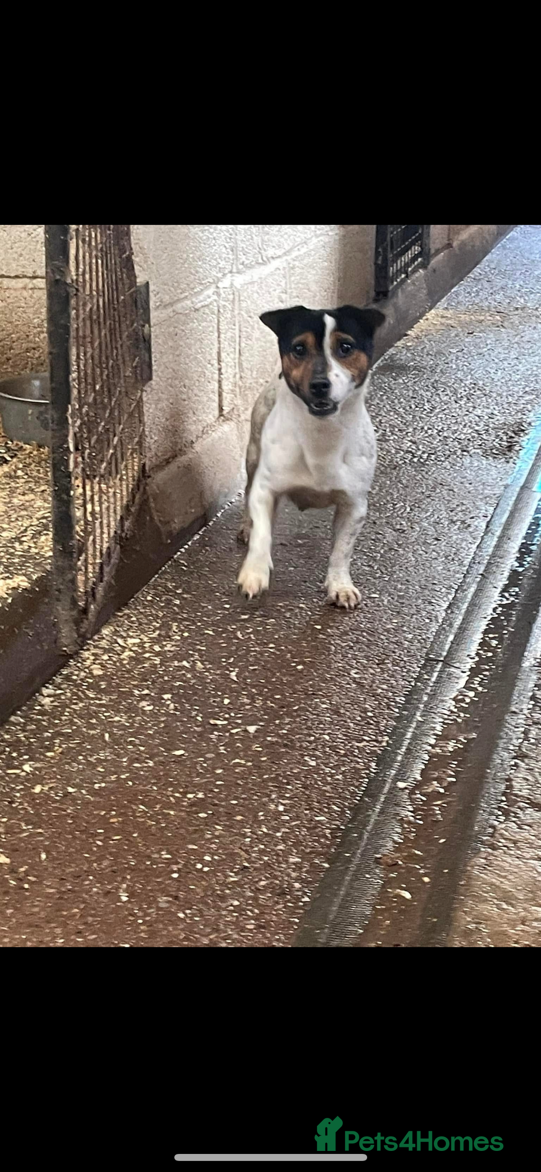 Jack Russell dogs for stud: Jack Russell available for stud  - Image 1