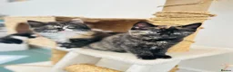 British Shorthair cats for sale: British Shorthair / Ragdoll kittens - Ready Now - Advert 7