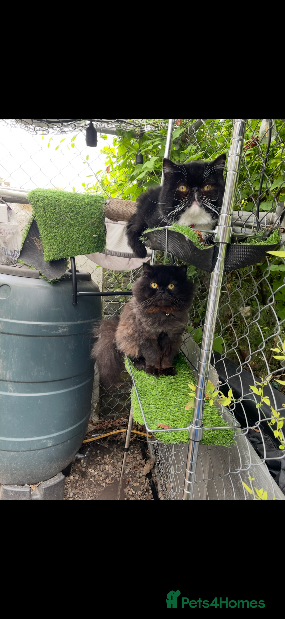 Persian cats for sale: Persian exotic cats - new homes needed - Image 9