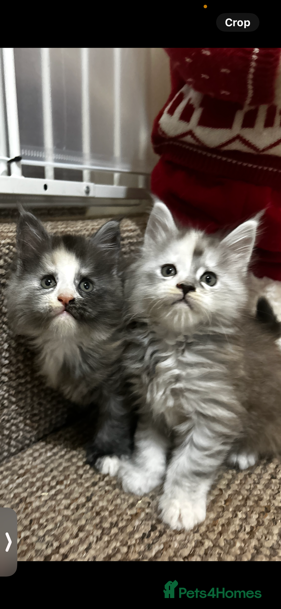 Maine Coon cats for sale: 2 stunning girls 1 polydactyl ready  **  ev - Advert 8