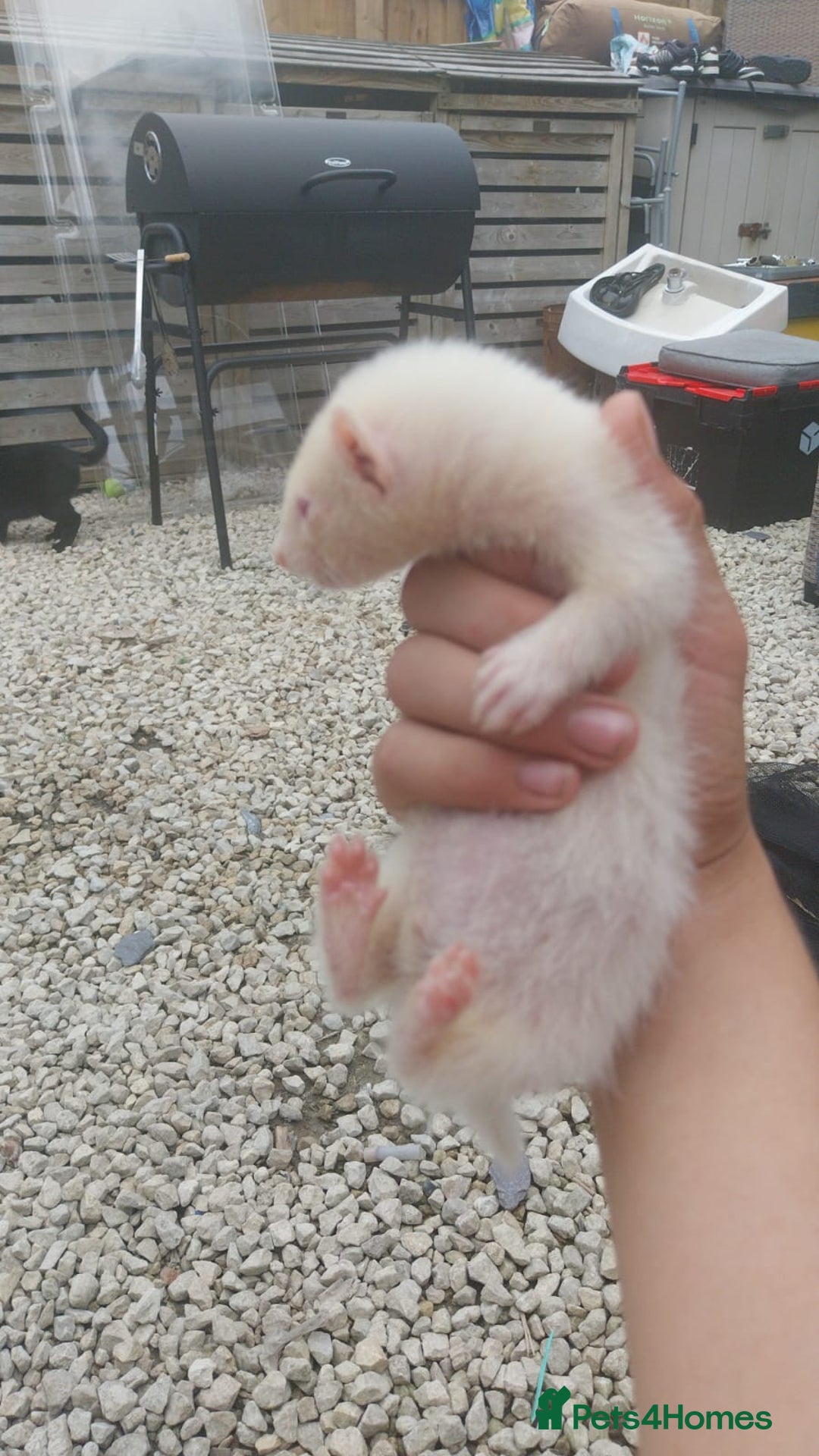 Ferret rodents for sale: Ferret  - Image 5