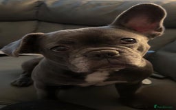French Bulldog dogs for sale: Beautiful pied French bulldog puppies 🐾  - Image 5