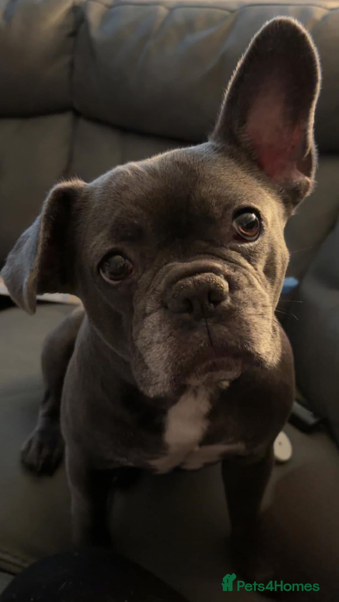 French Bulldog dogs for sale: Beautiful pied French bulldog puppies 🐾  - Image 5