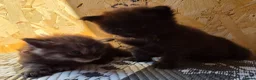 Maine Coon cats for sale: 1 Boy 1 Girl TAKE HOME TODAY - Advert 8