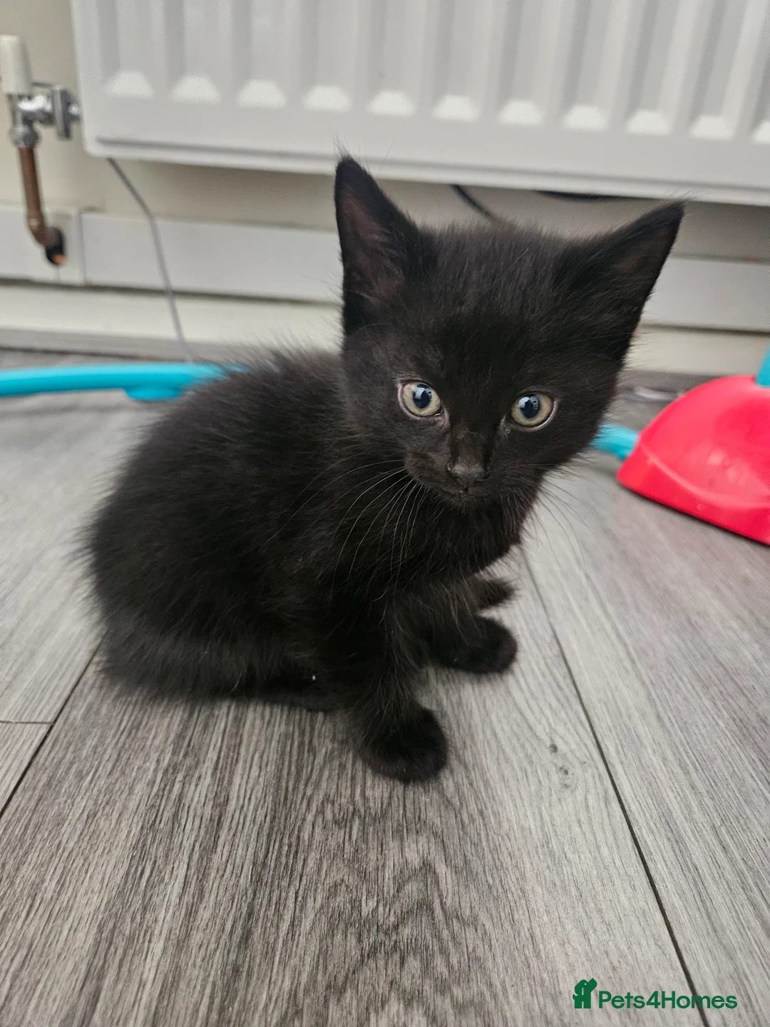 Mixed Breed cats for sale: 2 beautiful kittens  - Advert 2