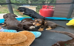 Cocker Spaniel dogs for sale: Miniature working Cocker spaniel puppies for sale - Image 10