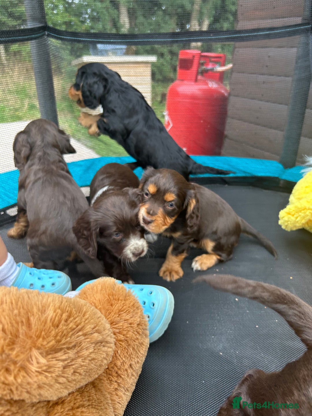 Cocker Spaniel dogs for sale: Miniature working Cocker spaniel puppies for sale - Image 10