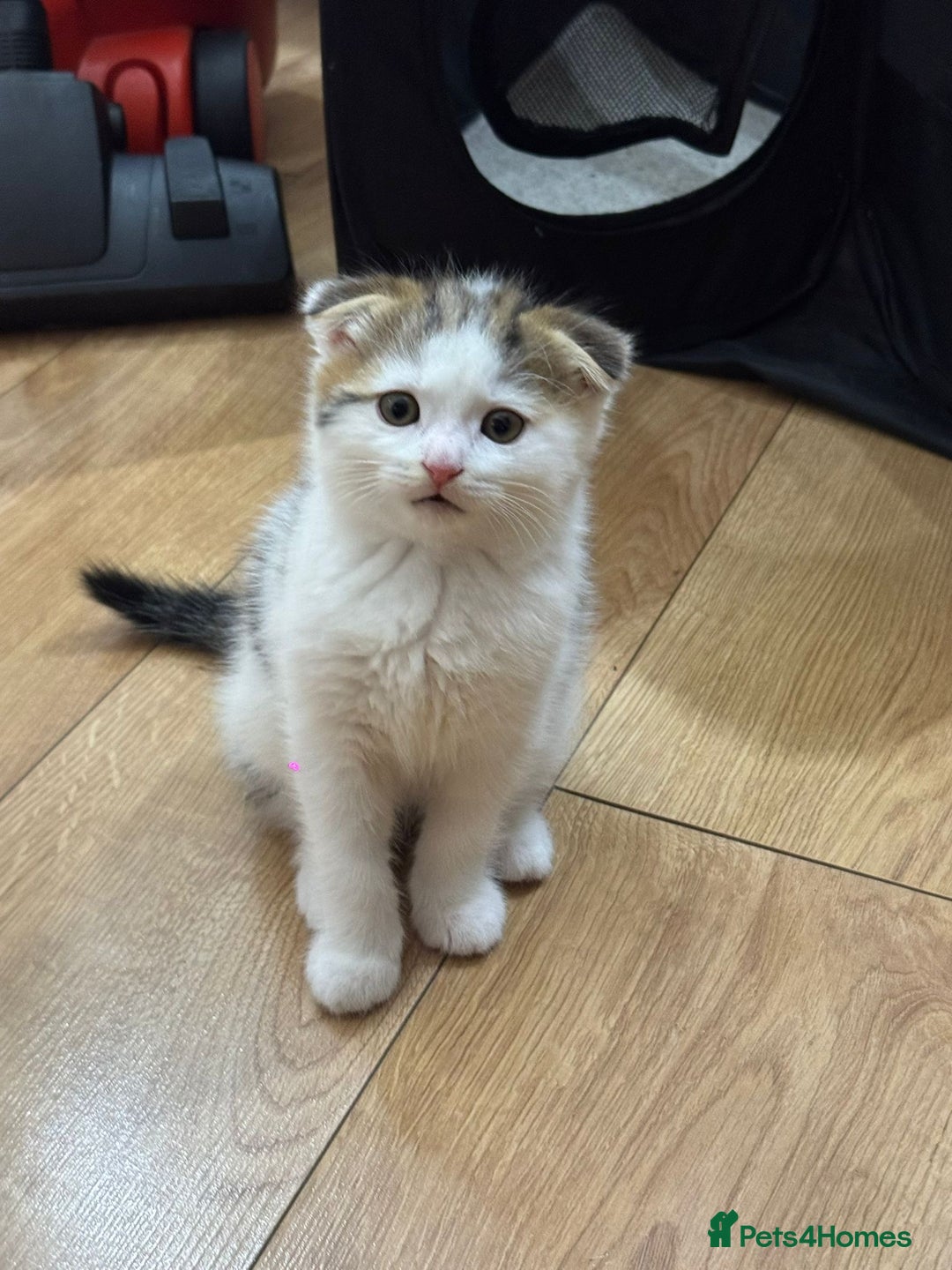 Scottish Fold cats for sale: Scottish fold kittens for sale ready to leave  - Advert 10