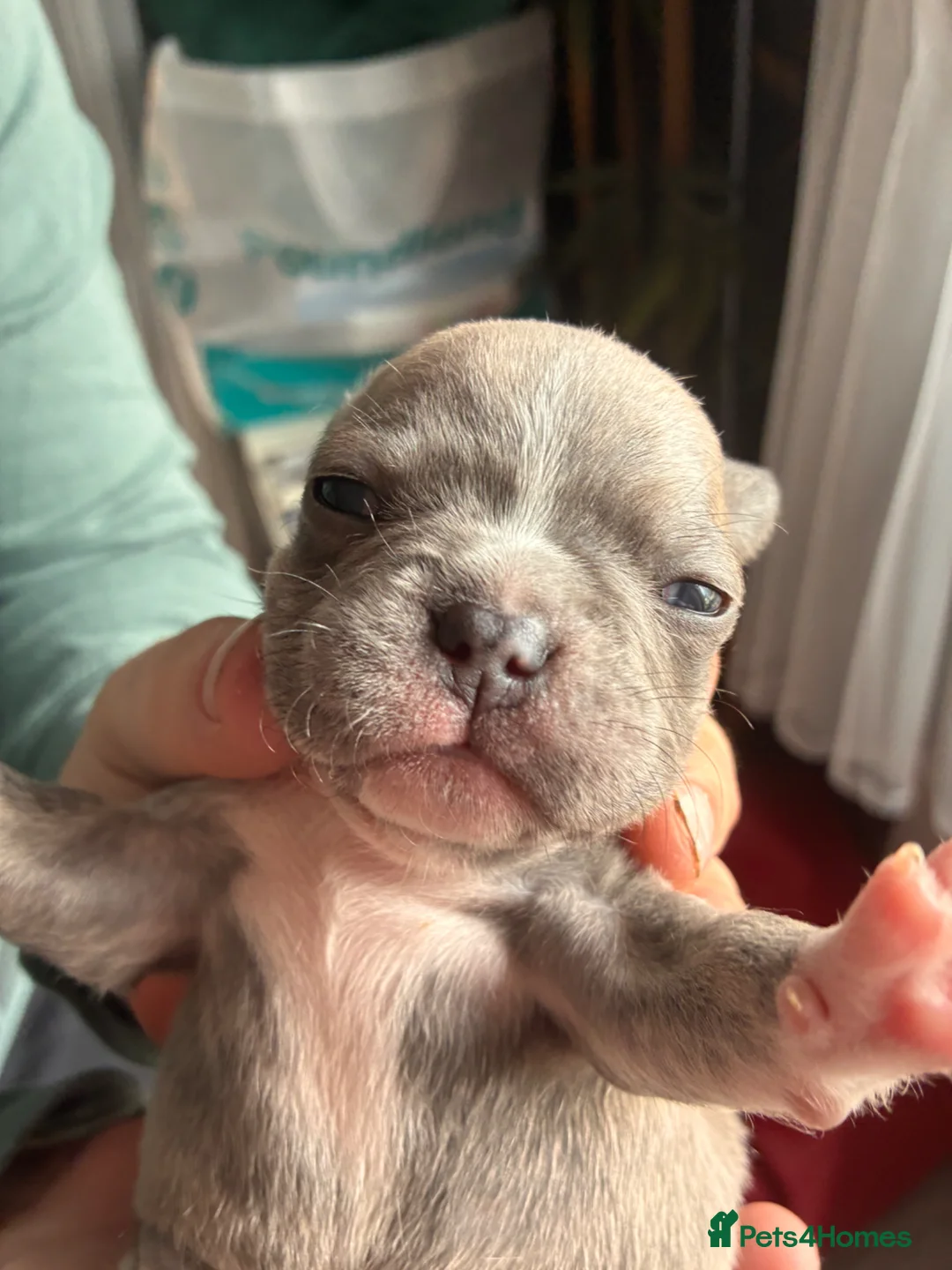 Frug dogs for sale: 7 Frug puppies in Banchory - Advert 2