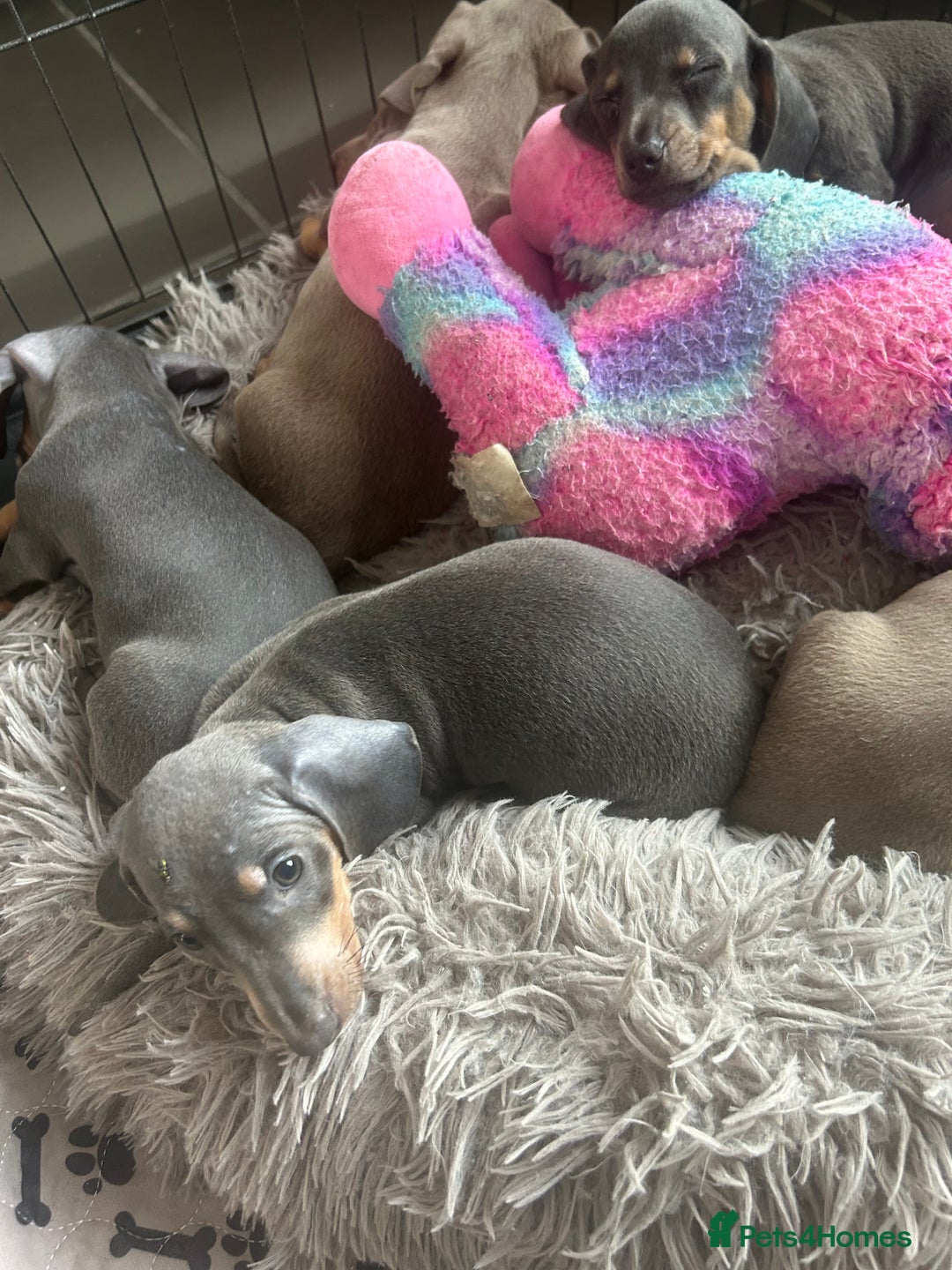 Miniature Dachshund dogs for sale:  Beautiful cute Miniatures dachshund  in Liverpool - Image 36