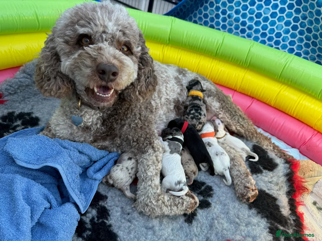 Mixed Breed dogs for sale: Australian Labradoodle. Labradoodle/Cockapoo - Advert 37