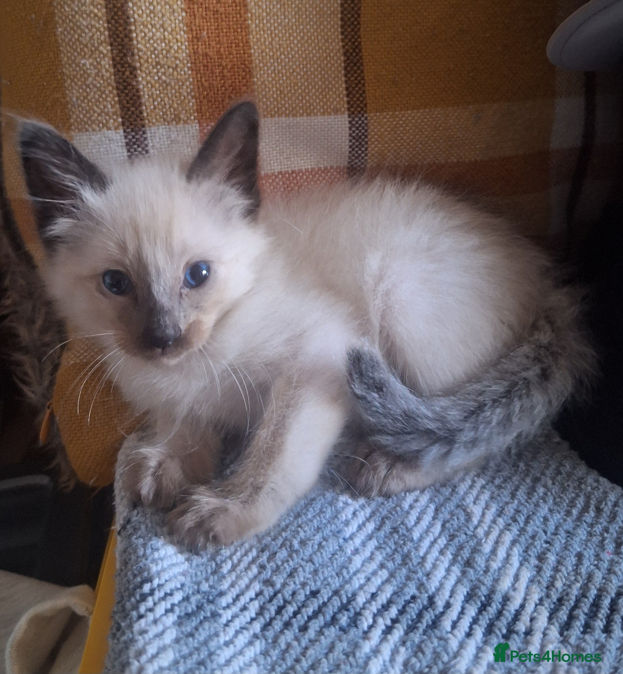 Siamese cats Stunning Chocolate point Siamese /Balinese - Advert 6