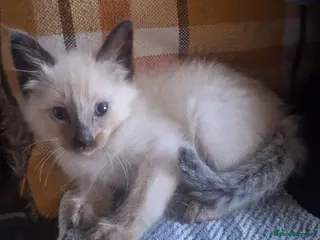 Siamese cats Stunning Chocolate point Siamese /Balinese - Advert 3