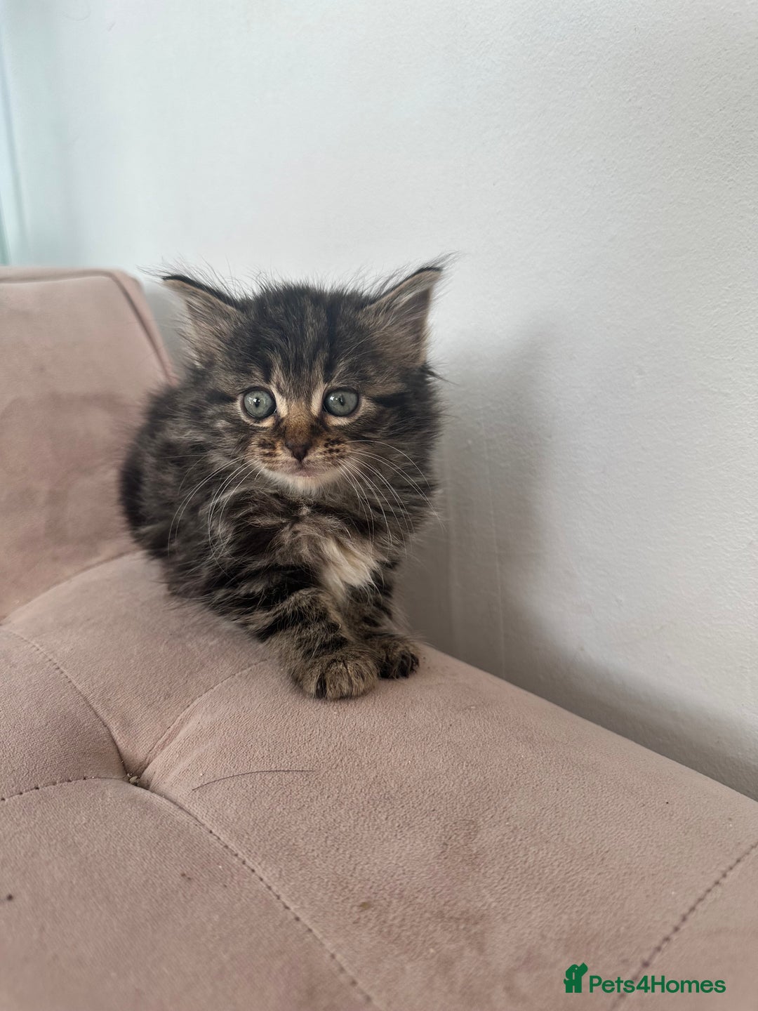 Mixed Breed cats for sale: Kittens for sale  - Image 5