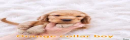 Cocker Spaniel dogs for sale: SUPERB SHOW TYPE COCKER SPANIEL PUPPIES  - Advert 3