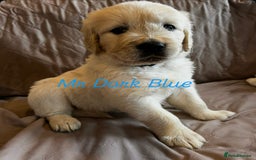 Golden Retriever dogs for sale: Adorable pedigree Golden Retriever puppies  - Image 11